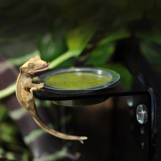 Crested gecko feeding from a replacement cup fitted in a HabiStat arboreal ledge
