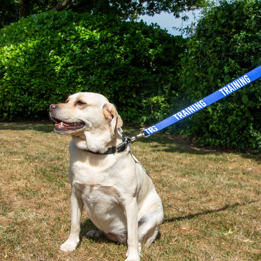 Dog using the blue Ancol TRAINING Awareness Lead during an outdoor walk