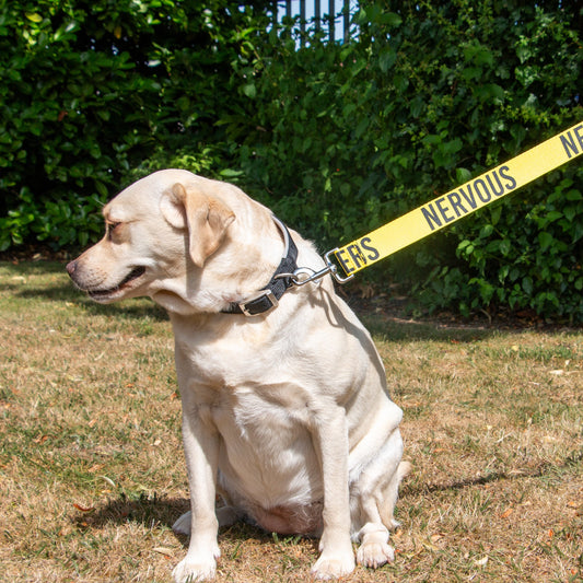 Dog using the yellow Ancol NERVOUS Awareness Lead during an outdoor walk