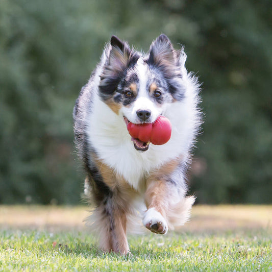 KONG Classic Red Dog Toy natural rubber