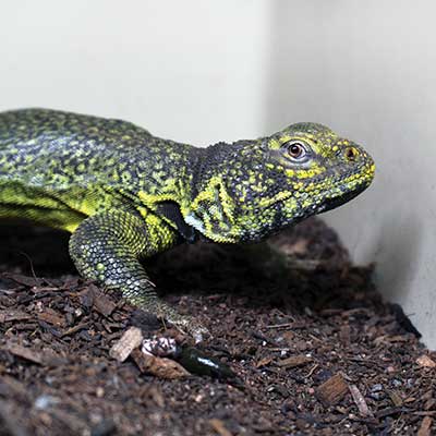Lizard in a naturalistic enclosure illustrating Arcadia CalciumPro-Mg reptile use