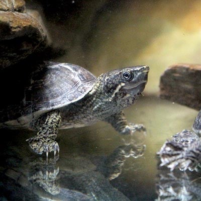 Aquatic turtle in a naturalistic tank for Arcadia TurtleGold feeding context