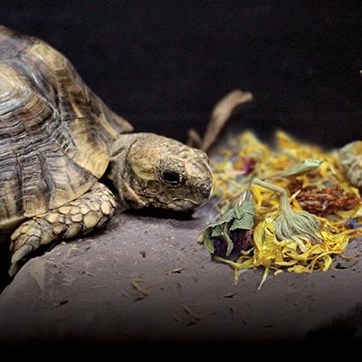 Tortoise beside a serving of Arcadia EarthPro FlowerBoost flowers and petals