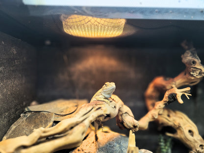 Agama basking safely beneath an Arcadia overhead reptile heater for the 100W halogen listing