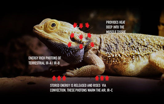 Bearded dragon shown with Arcadia deep heat projector warming context