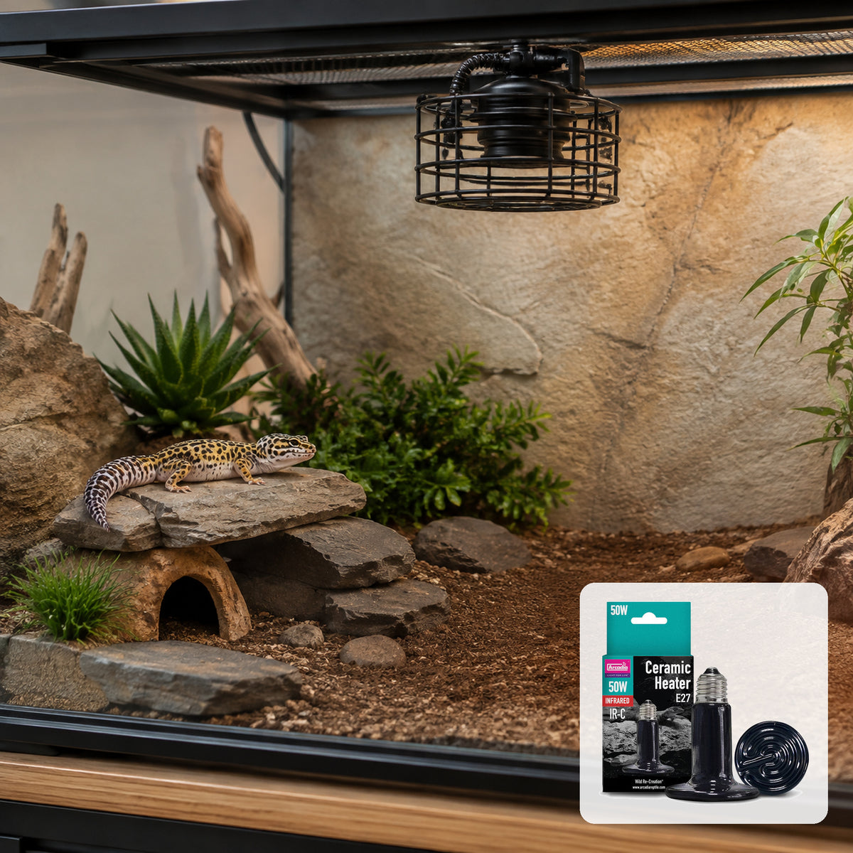 Leopard gecko in a safely heated vivarium with Arcadia Ceramic Heater 50W pack shown
