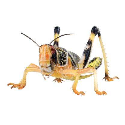Monkfield Locust Pre-Pack