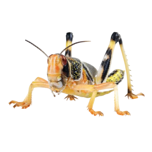 Monkfield Locust Pre-Pack