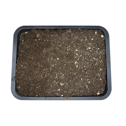 Close overhead view of Arcadia EarthMix Prairie substrate in a black tray