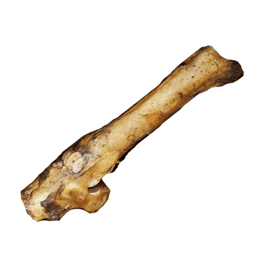 Atlas & Tail Beef Bone