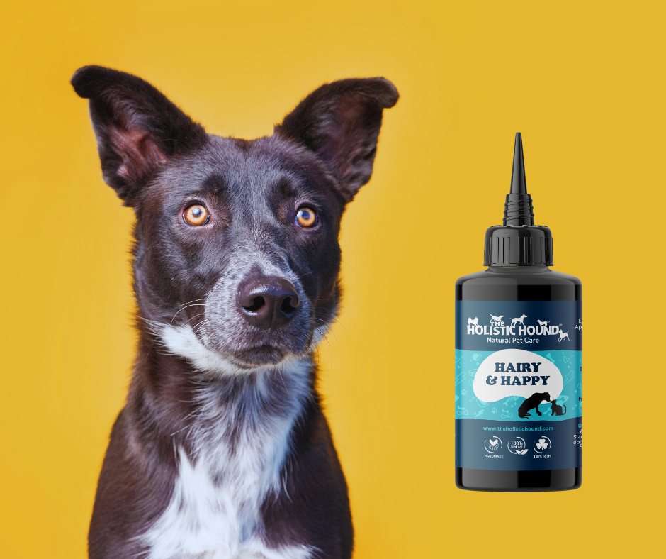 The Holistic Hound Hairy & Happy