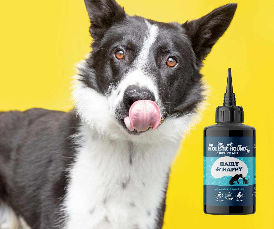 The Holistic Hound Hairy & Happy