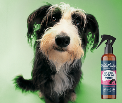 The Holistic Hound In The Nick Of Time