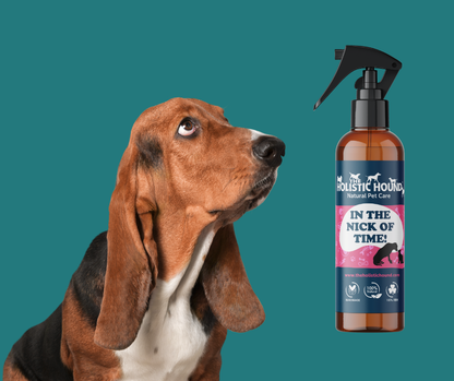 The Holistic Hound In The Nick Of Time