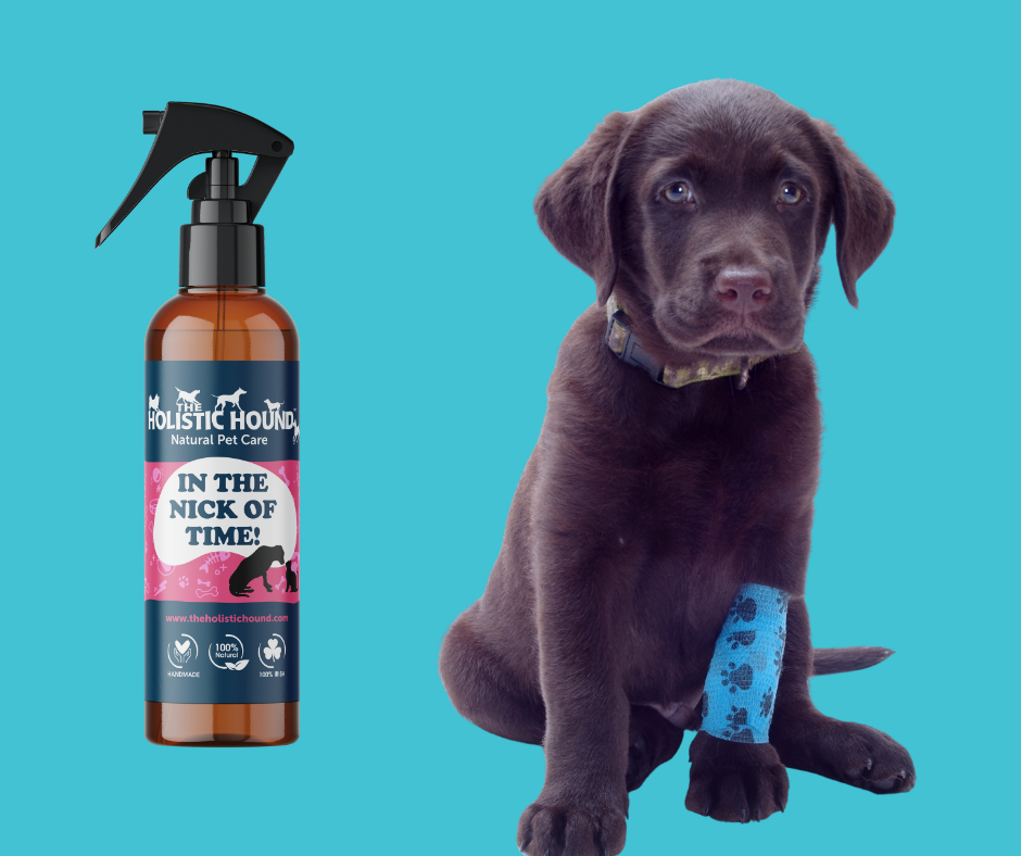 The Holistic Hound In The Nick Of Time