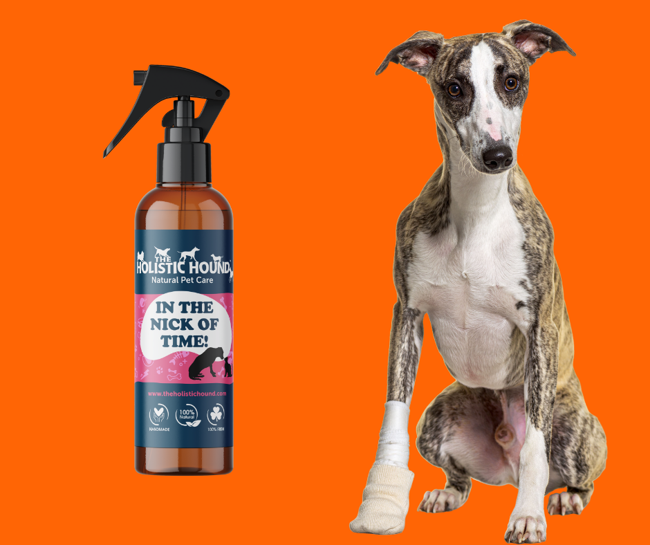 The Holistic Hound In The Nick Of Time