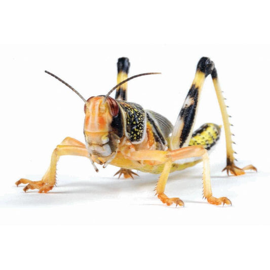 Monkfield locust pre-pack product