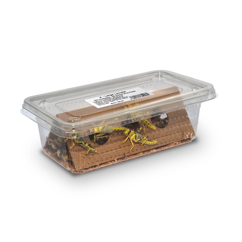 Monkfield locusts in pre-pack tub