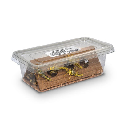 Monkfield locusts in pre-pack tub