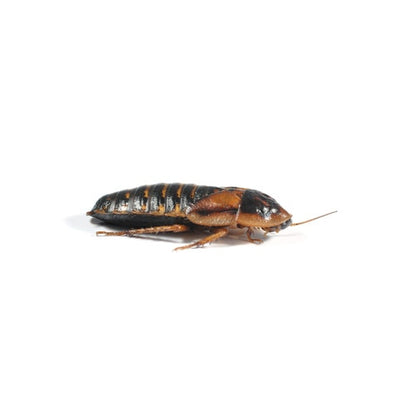Monkfield large Dubia roaches
