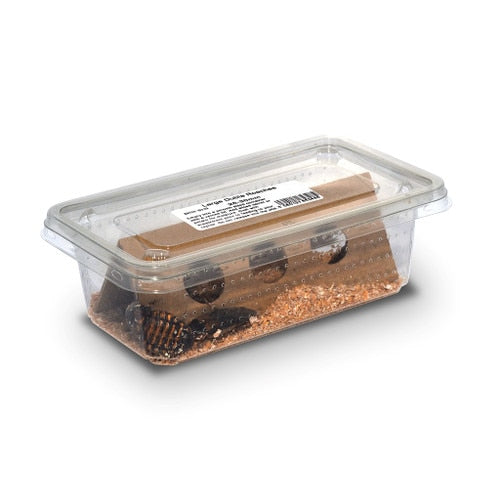 Monkfield 8 pack of large Dubia roaches