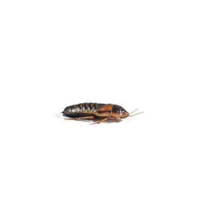 Monkfield medium Dubia roaches