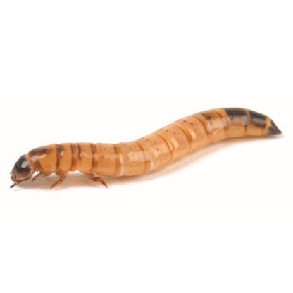 Monkfield morio worms