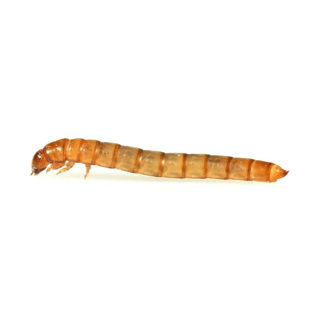 Monkfield mini mealworms