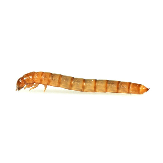 Monkfield mini mealworms