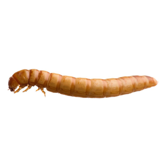 Monkfield mealworms