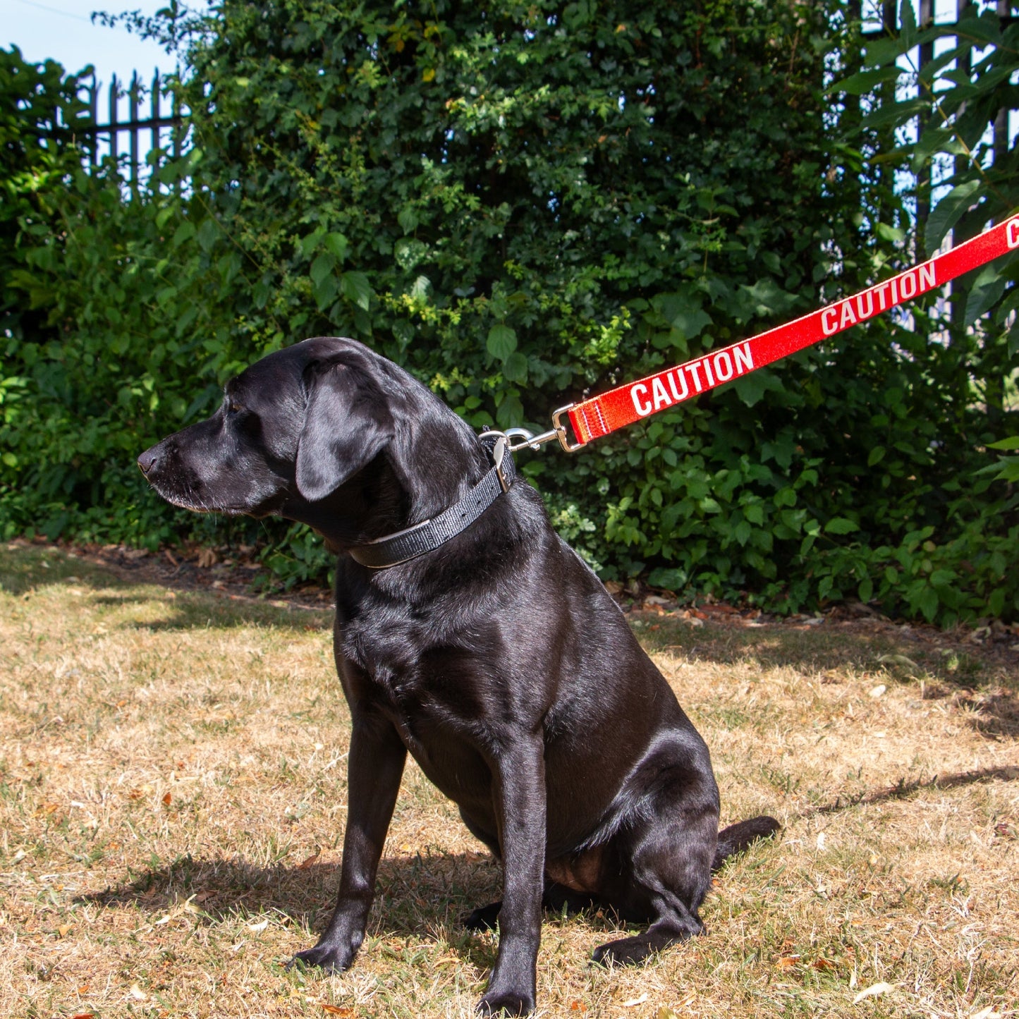 Ancol 40mm Awareness Lead Red - Caution in use