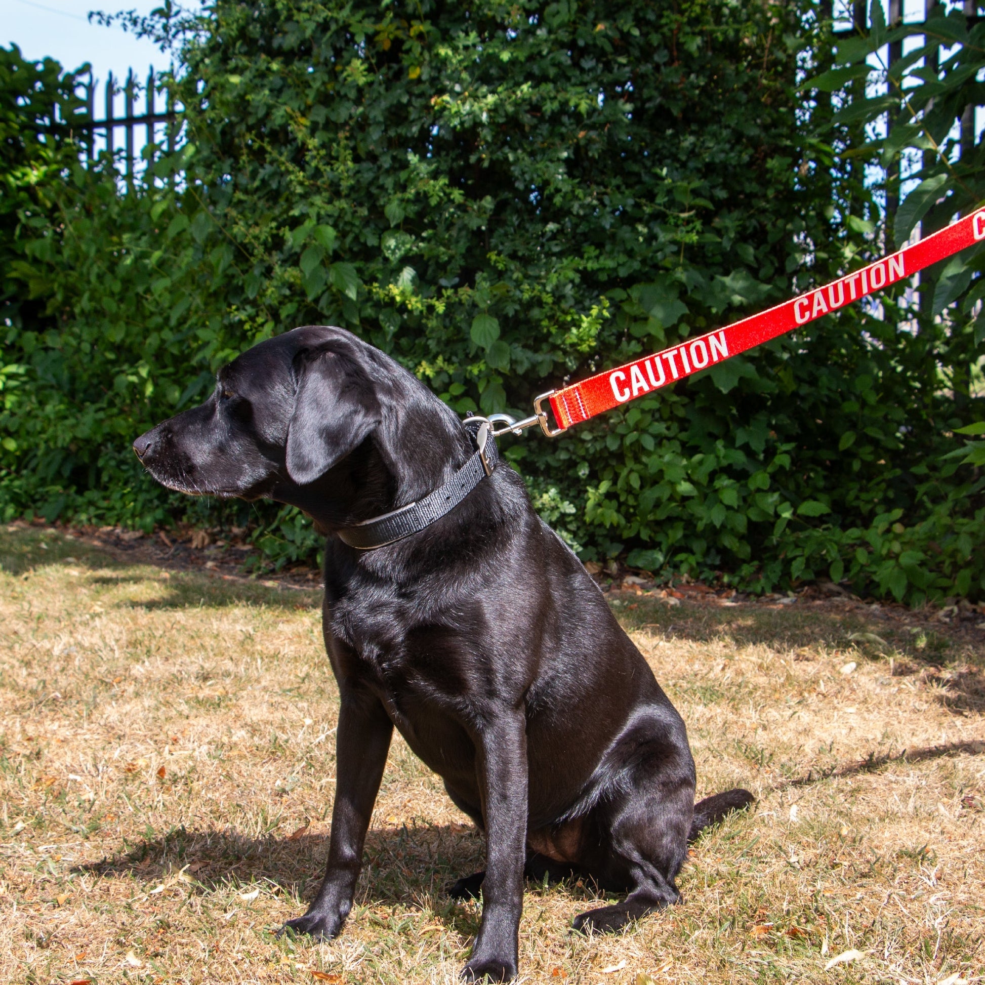 Ancol 40mm Awareness Lead Red - Caution in use