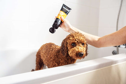 Curly-coated dog being washed with Animology Curly Coat Shampoo