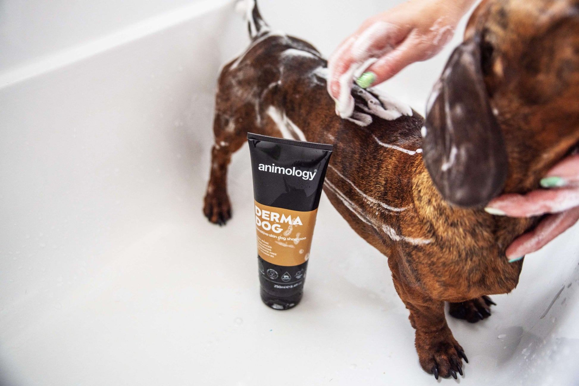 Dog being washed with Animology Derma Dog Shampoo