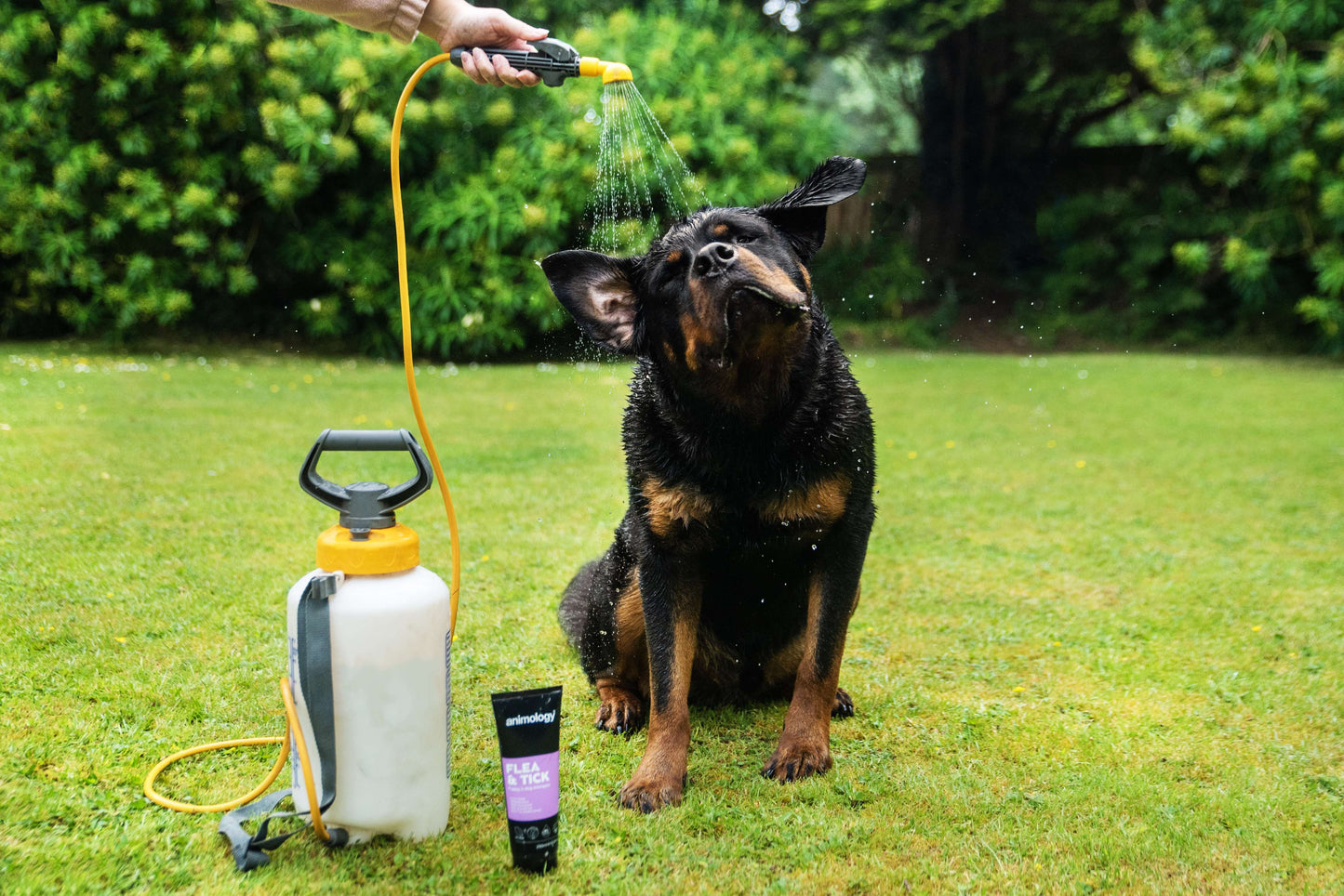 Dog being washed with Animology Flea and Tick Shampoo