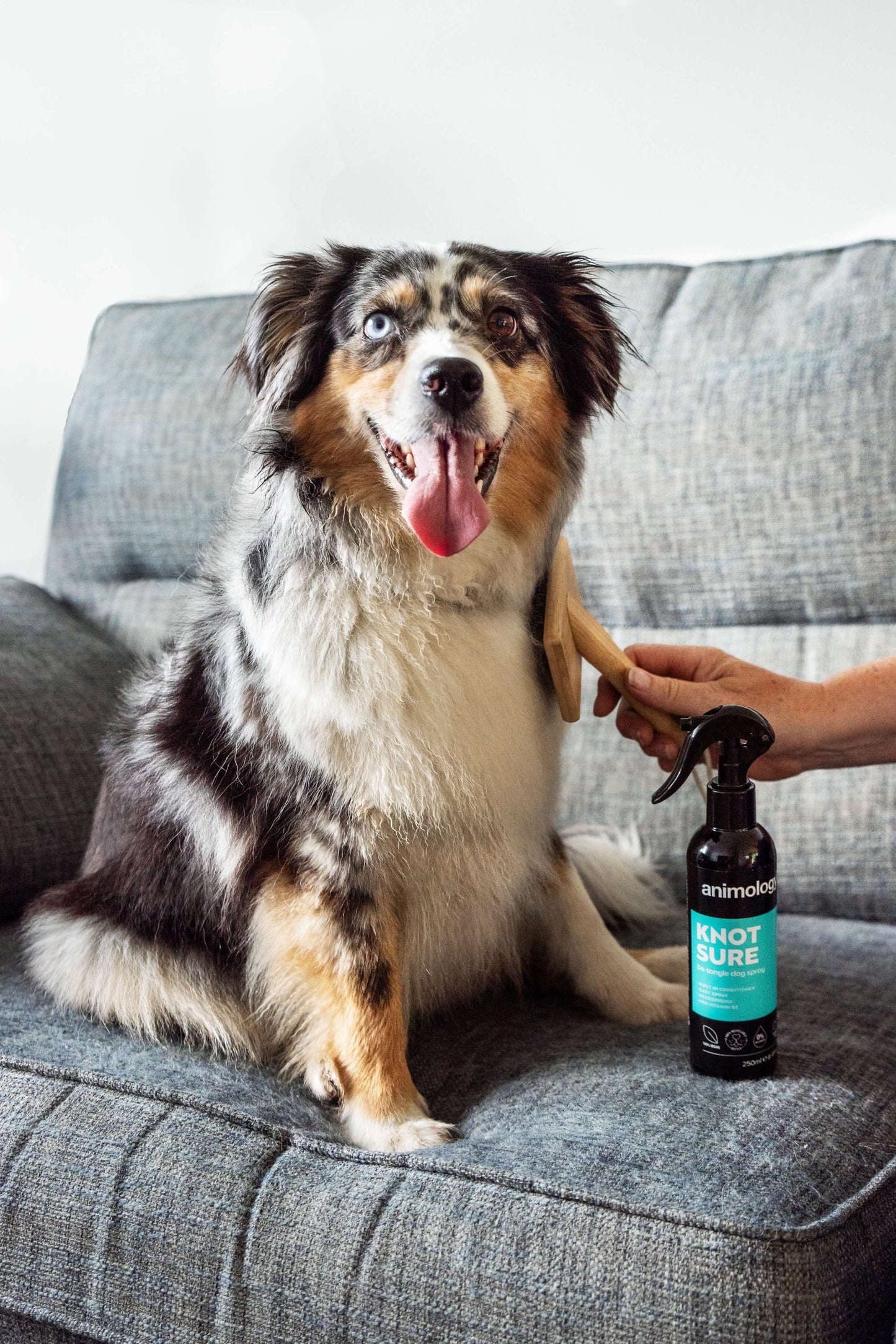 Dog with Animology Knot Sure De-Tangle Dog Spray