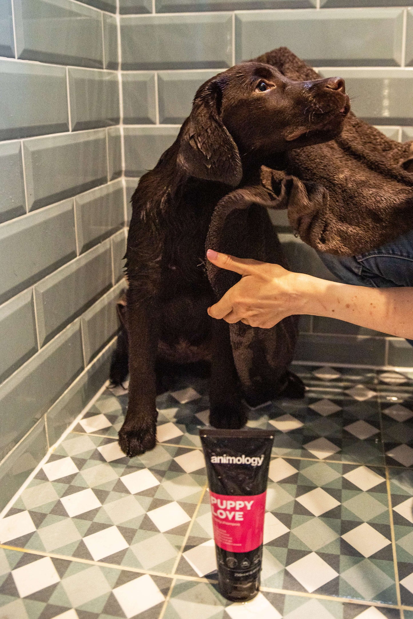 Puppy being washed with Animology Puppy Love Shampoo