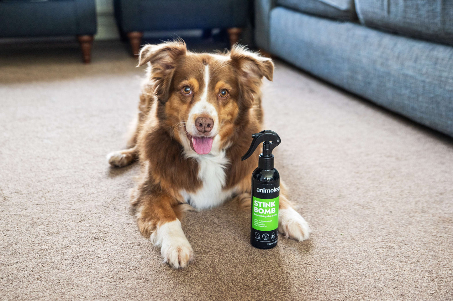 Dog with Animology Stink Bomb Deodorising Dog Spray