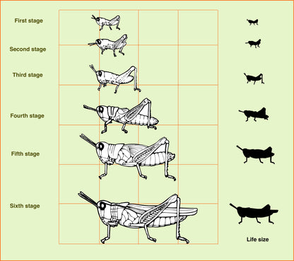 Monkfield Locust Pre-Pack