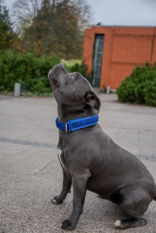Dog wearing the blue Ecclesia Slip-On Collar outdoors
