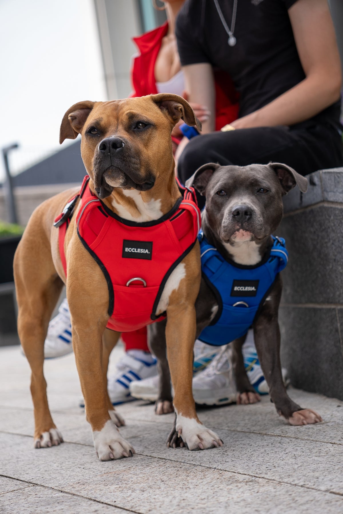 Two dogs wearing Ecclesia Premium Harnesses in red and blue outdoors
