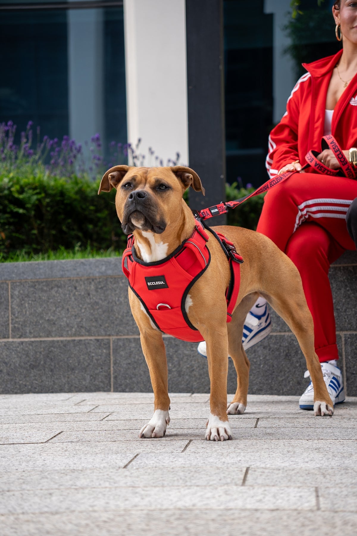 Dog wearing the red Ecclesia Premium Harness with a matching lead outdoors