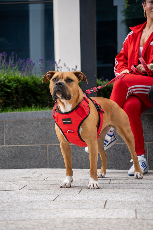 Dog wearing the red Ecclesia Premium Harness with a matching lead outdoors