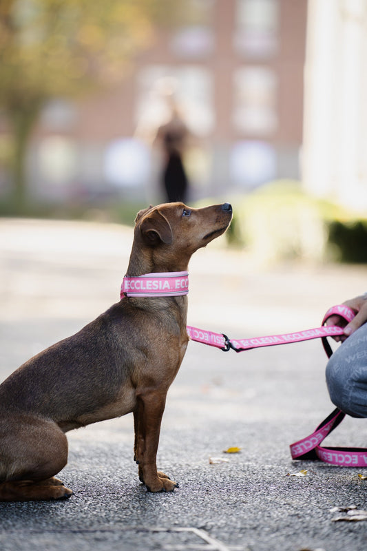 Pink Ecclesia Combat Dog Leash attached to a matching collar on a dog outdoors