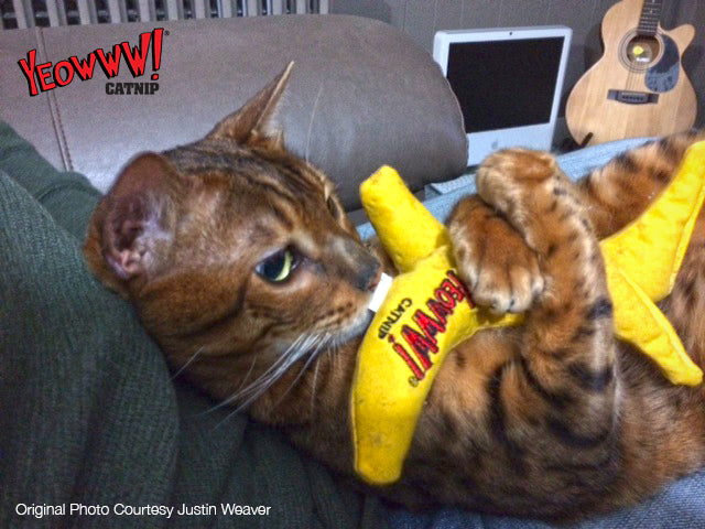Cat playing with a Yeowww yellow catnip banana toy