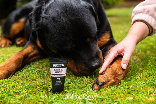 Dog beside an open Animology Paws and Nose Balm tube during supervised paw care