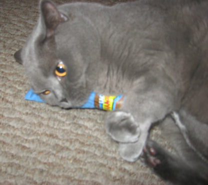 Cat playing with a blue Yeowww catnip cigar toy