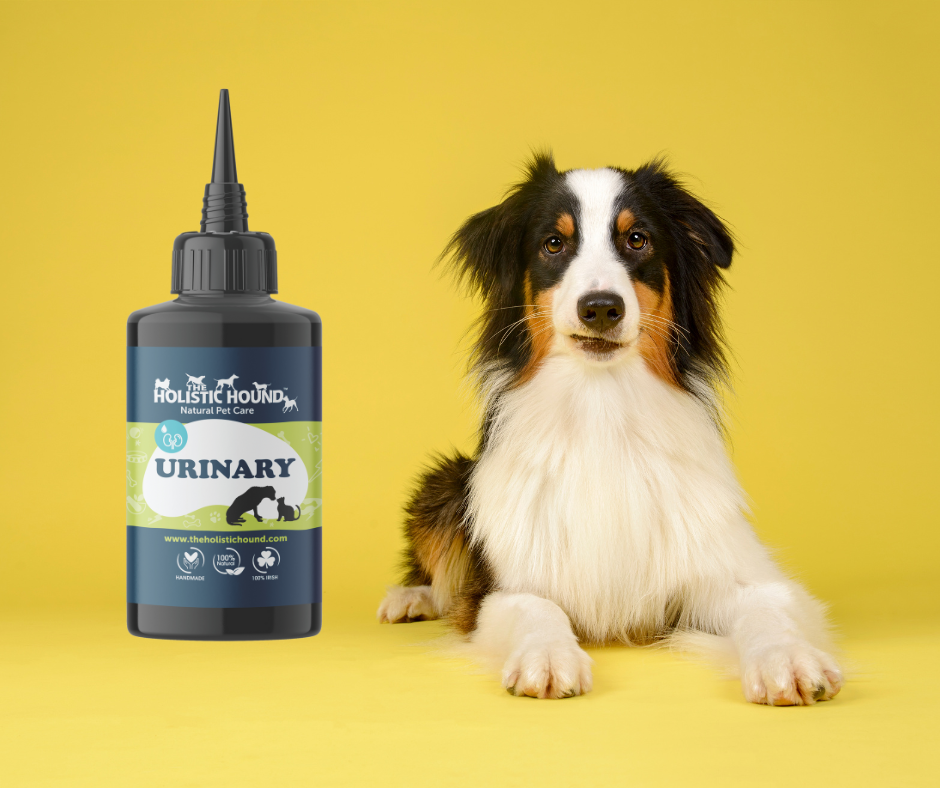 The Holistic Hound Fundamentals Urinary