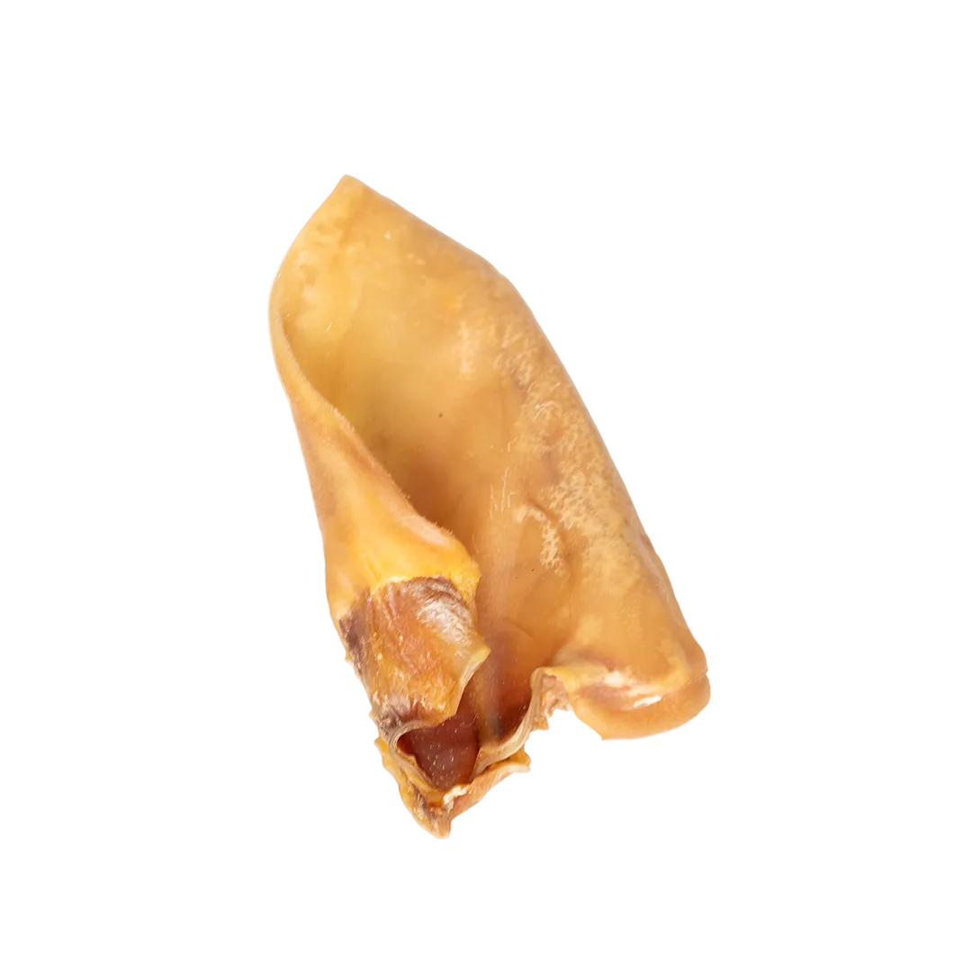 Single natural pig ear dog chew on a white background